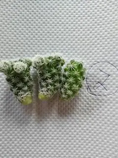 サボテン♥マミラリア♥銀手まり♥カキコ②のサムネイル