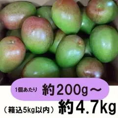 紫5-7】約4.7kg グリーンマンゴー 青マンゴー マンゴー 摘果マンゴー