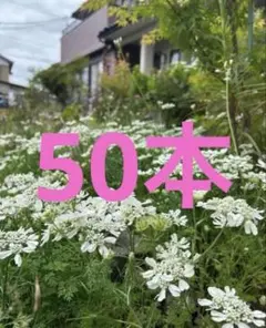 11）ピンク静✴️セルフ交配種子✨3粒✨クリスマスローズ - メルカリ