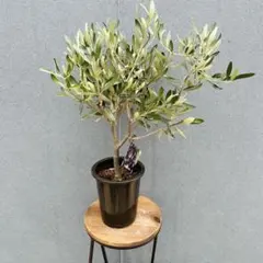 現品 創樹 オリーブの木 オリーブ チプレッシーノ 29番 観葉植物 SOUJU