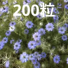 ⑦ ニゲラの種