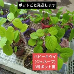 ベビーキウイ ジュネーブ（メス）ポットごと | Mercari