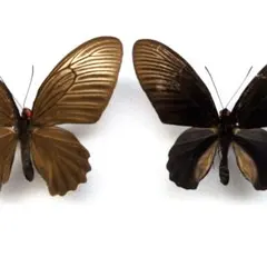 蝶標本 ミヤマカラスアゲハ春型♂2頭 北海道産 飼育品 - メルカリ
