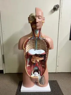 【0時まで値下げ中】3B 筋肉解剖 人体模型 0時まで値下げ中】3B 筋肉解剖 人体模型 - メルカリ