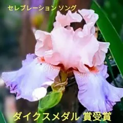 ジャーマンアイリス セレブレーション ソング ダイクス メダル 賞受賞 1株のサムネイル
