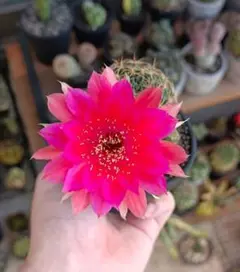 サボテン エキノプシス交配 SP. 抜き苗 オレンジ花 花サボテン - メルカリ