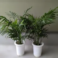 超特価！2鉢価格！メキシコケンチャヤシ 苗 苗木 観葉植物 7号鉢 複数