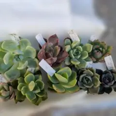 多肉植物 アエオニウム カット苗セット ◎メルカリ便◎ - メルカリ