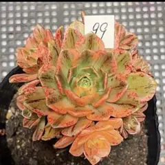 33#多肉植物アエオニウム錦❤️ サンデルシ— ❤️ 60-70頭21cm 拔き苗 88#観葉植物アエオニウム❤️ サンデルシ— ❤️ 19頭10cm 拔き苗