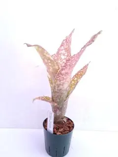 2026年最新】タンクブロメリア ビルベルギアの人気アイテム - メルカリ