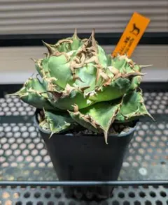 2026年最新】プテラノドン アガベの人気アイテム - メルカリ