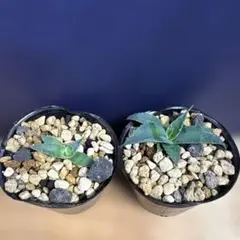 2026年最新】アガベ 実生 セットの人気アイテム - メルカリ