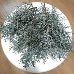 ブルーアイス　コニファー　ネコポスいっぱい　ドライフラワー　花材