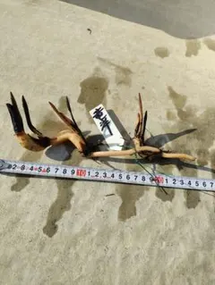 ラブまま様 リクエスト 2点 まとめ商品