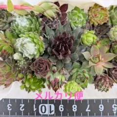 カラフルセンペルビウム　抜き苗カット苗　寄植え詰め合わせ☆小さめ沢山☆名前付き有