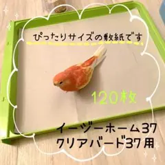 鳥かごシーツ　イージーホームバード37用