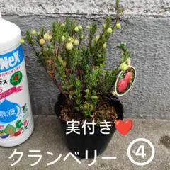 実付き❤️　クランベリー　ツルコケモモ　苗木　苗　④のサムネイル