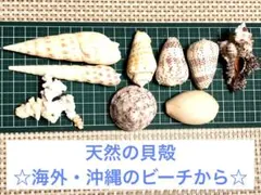 天然　貝殻　シェル　9個　中〜大　南国のビーチで採集