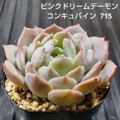 ピンクドリームデーモンコンキュバイン 715 エケベリア 多肉植物 抜き苗