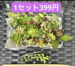 送料無料】訳あり2パックミニセット 多肉植物 カット苗 セダム