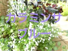 四季蒔 レア青花 カラミンサの種 適量おまけ付 Lot.2026072202のサムネイル