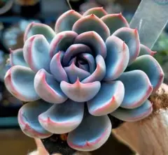 m*i様 ②　白銀姫　ミックスベリア　おらいさん　土付き発送　多肉