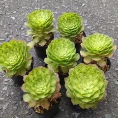 2026年最新】観葉植物 アエオニウムの人気アイテム - メルカリ