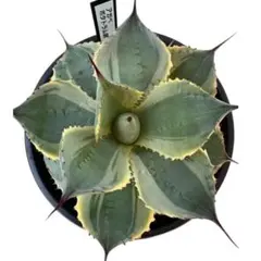 sana様 リクエスト 2点 まとめ商品