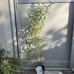 ぶんたママ様 リクエスト 2点 まとめ商品