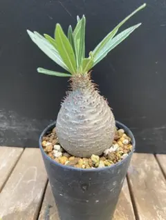 パキポディウム ホロンベンセ 塊根植物 実生 グラキリス 良型 まる 丸