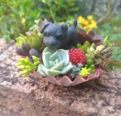 2026年最新】多肉植物寄せ植え そのまま飾れるの人気アイテム - メルカリ