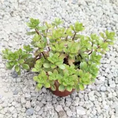 多肉植物【ルテオヴィリデ】抜き苗のサムネイル
