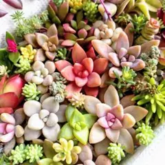 「多肉植物」✾ 小さなカット苗 27種セット 詰め合わせ ちまちま ネコポス発送