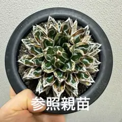 2026年最新】アガベ姫笹の雪の人気アイテム - メルカリ