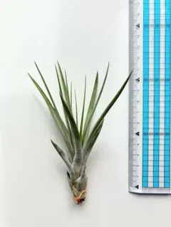 巨大)チランジア ファシクラータ, Mitla 巨大)チランジア ファシクラータ, Mitla