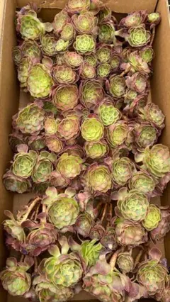 2026年最新】観葉植物 アエオニウムの人気アイテム - メルカリ