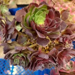 アエオニウム 蛍火粉黛花颜抜き苗16頭 - メルカリ