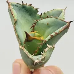 2026年最新】アガベ鰐亀の人気アイテム - メルカリ