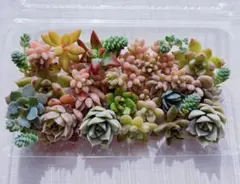 多肉植物 カット苗 寄せ植え セット⑧