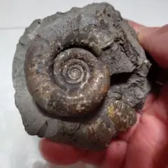 アンモナイト化石