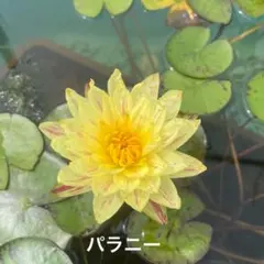 耐寒性睡蓮 ハワイアンゴールド苗温帯睡蓮 スイレン苗 ビオトープ 睡蓮