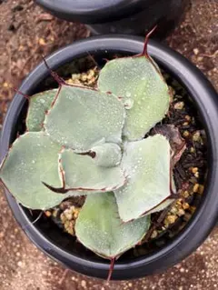 2025年最新】アガベ トランカータの人気アイテム - メルカリ