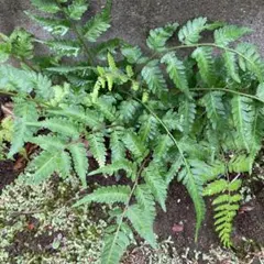 観葉植物シダ植物 3苗