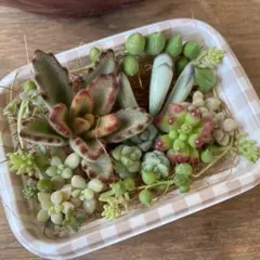 多肉植物　カット苗　詰め合わせ