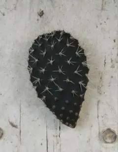 2025年最新】ガラパゲイアの人気アイテム - メルカリ