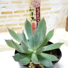 2026年最新】おらいさん苗 青鬼の人気アイテム - メルカリ