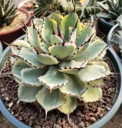 2025年最新】吉祥冠錦の人気アイテム - メルカリ