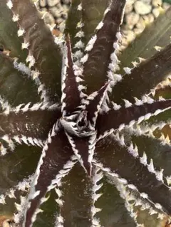 群生 ディッキア Dyckia Code NW-42 Bill Baker ディッキア成長記録：ディッキア・ビルベイカー（Dyckia 'Bill Baker