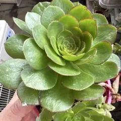 アエオニウム 蛍火粉黛花颜カット苗1頭 - メルカリ