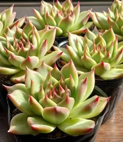 【抜き苗】多肉植物　人気エケベリア　トスカネリ④